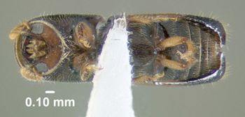 Media type: image;   Entomology 604568 Aspect: habitus ventral view